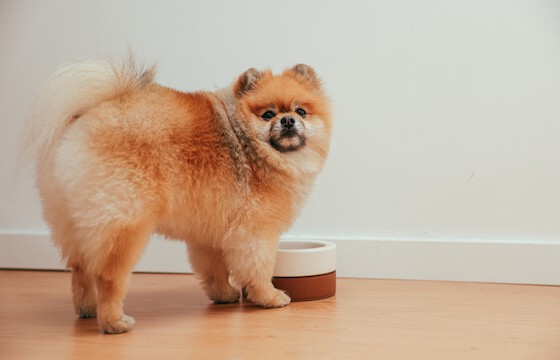 Czech Competition Authority fines three companies in pet food sector